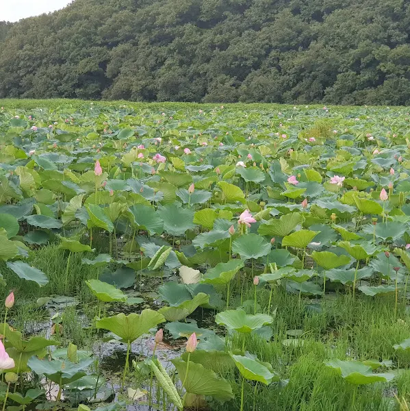 연못과 연잎