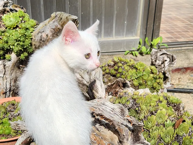 식당의 마스코트, 하얀 새끼 고양이 별이