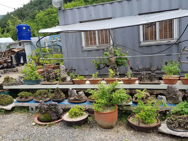 다양한 분재들이 놓여있는 모습