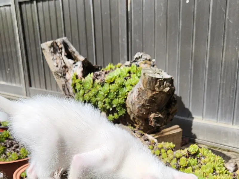 식당 마스코트 고양이