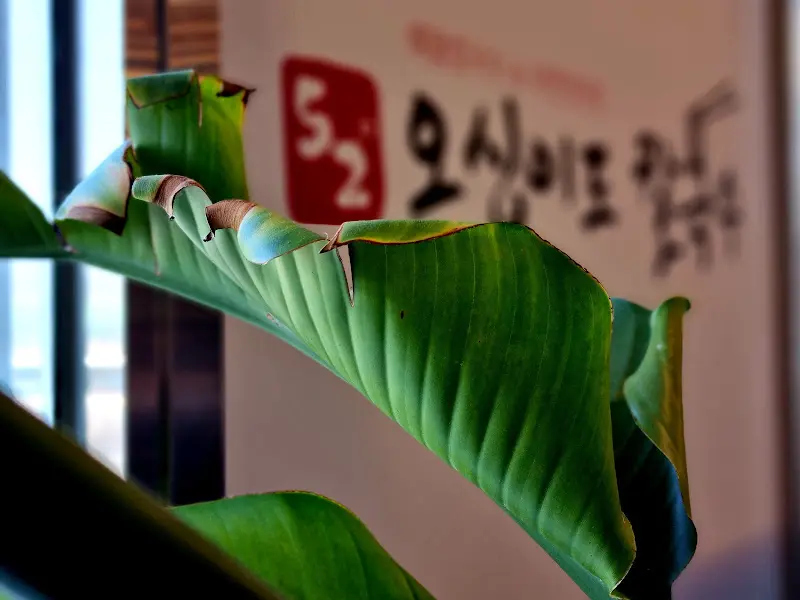 52오이도칼국수 인테리어