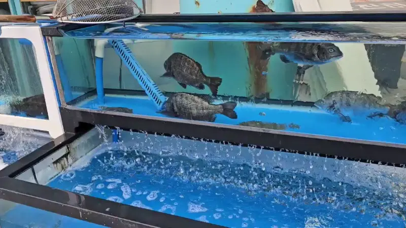 싱싱한 해산물이 가득한 수조