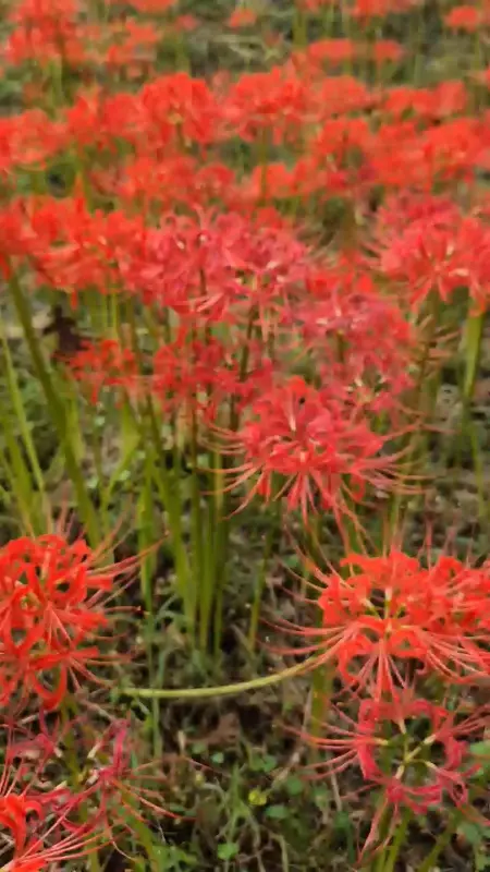 붉게 피어난 꽃무릇