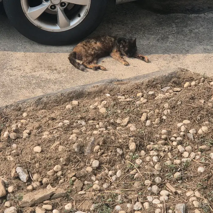 도로변에 쉬고 있는 고양이