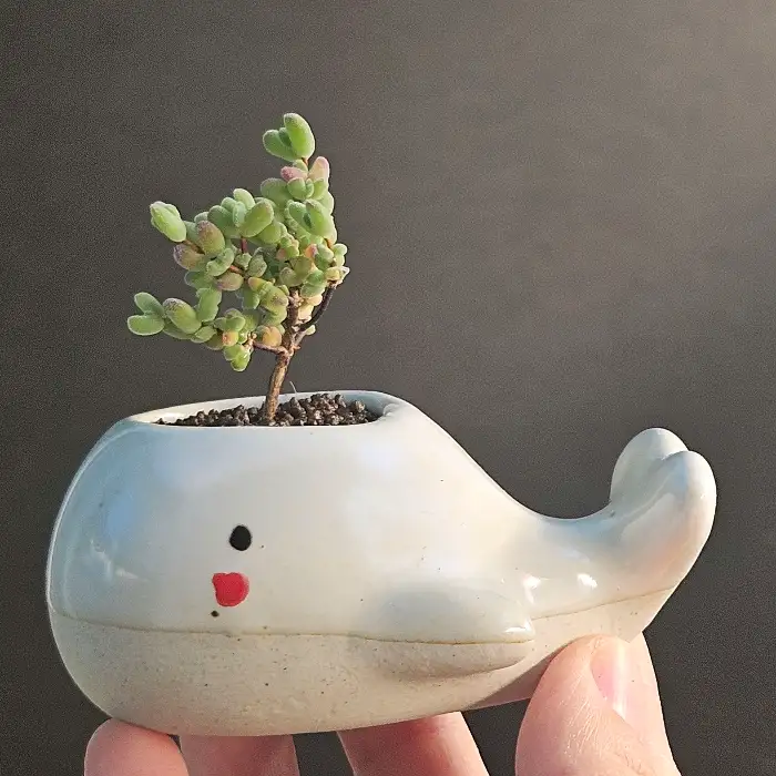 귀여운 고래 모양 화분