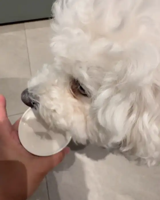 반려견이 컵뚜껑을 핥아먹는 모습