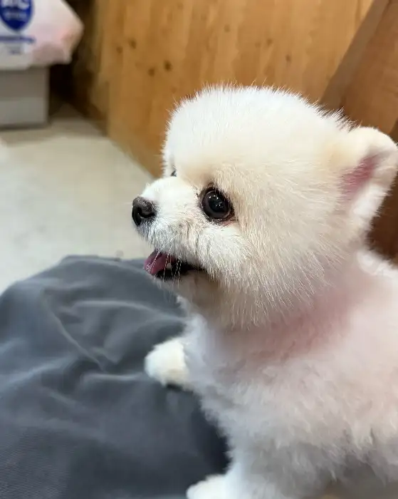 귀여운 강아지 모습