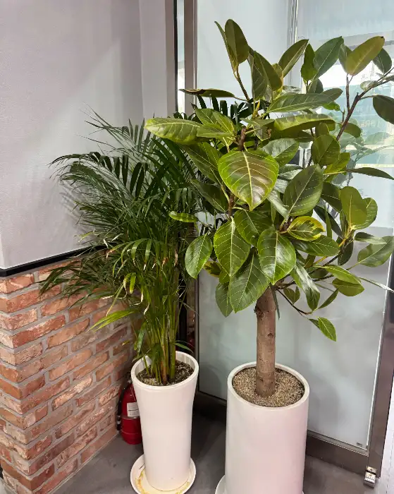 매장 내부 식물