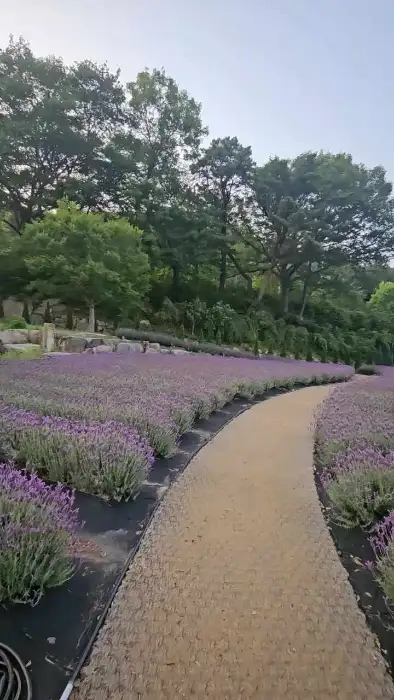 라벤더 밭