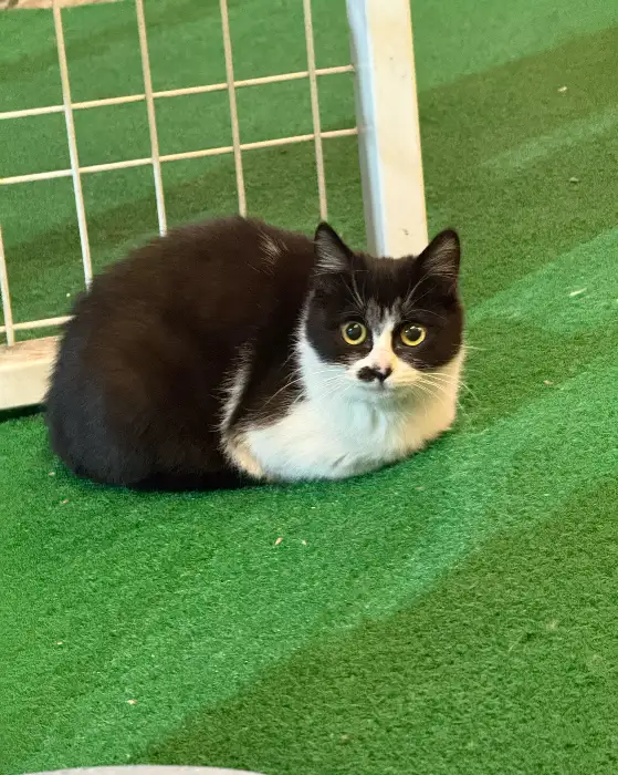 야장 공간에 놓인 냥이