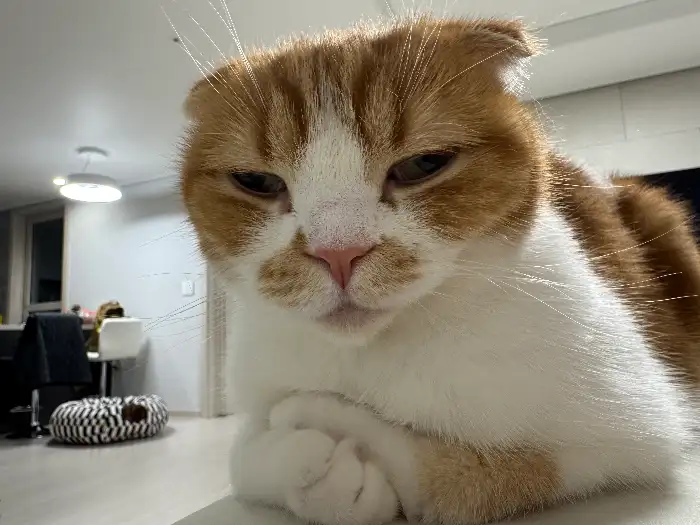 마스코트 고양이