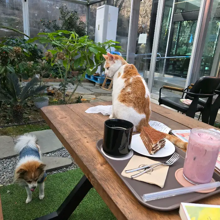 테이블 위의 음료와 디저트, 그리고 강아지와 고양이