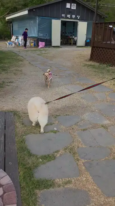 강아지 두 마리가 잔디밭을 뛰어다니는 모습