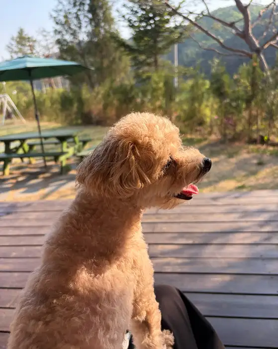 햇살 아래 앉아있는 갈색 푸들 강아지