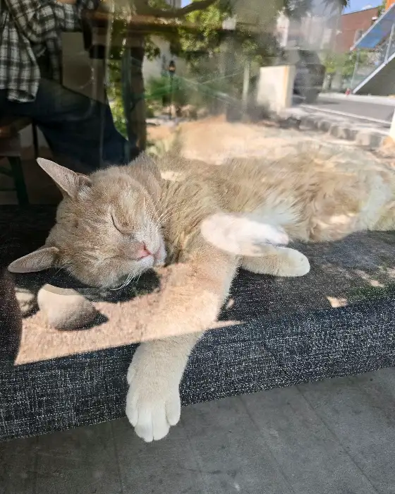 한가로이 낮잠을 즐기는 고양이