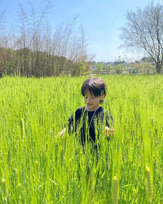 청보리밭에서 뛰어노는 아이