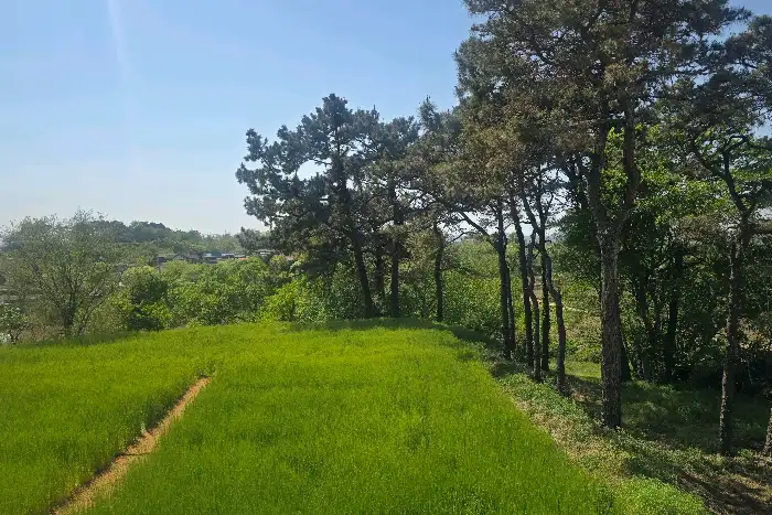 넓게 펼쳐진 푸른 언덕과 나무들