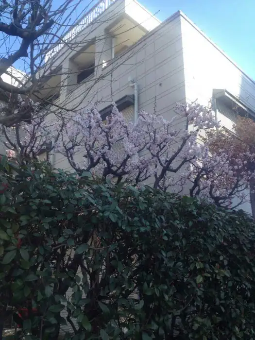 향긋한 꽃이 핀 나무와 건물