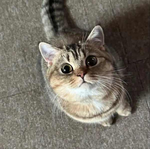 귀여운 고양이 사진