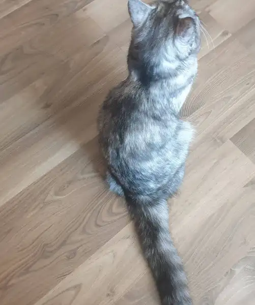 바닥에 앉아있는 귀여운 고양이