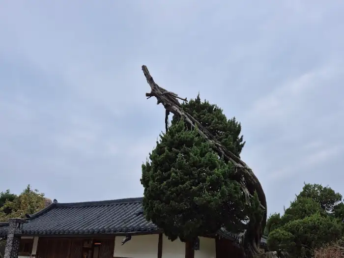 고풍스러운 한옥 건물과 오래된 나무