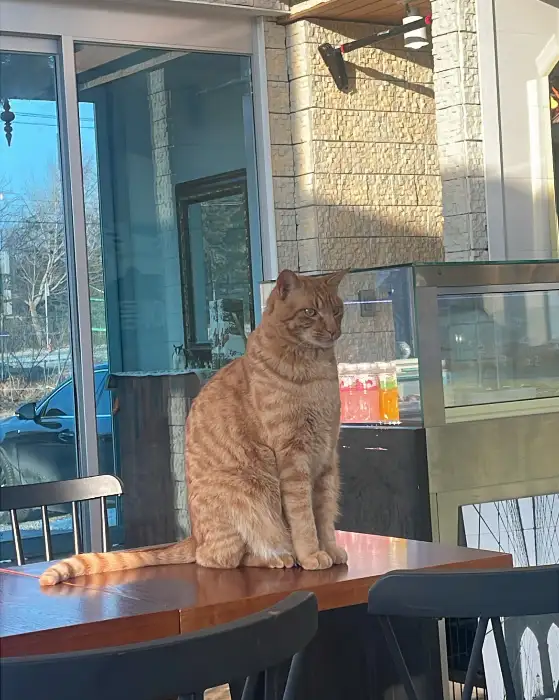 테이블에 앉아있는 귀여운 고양이