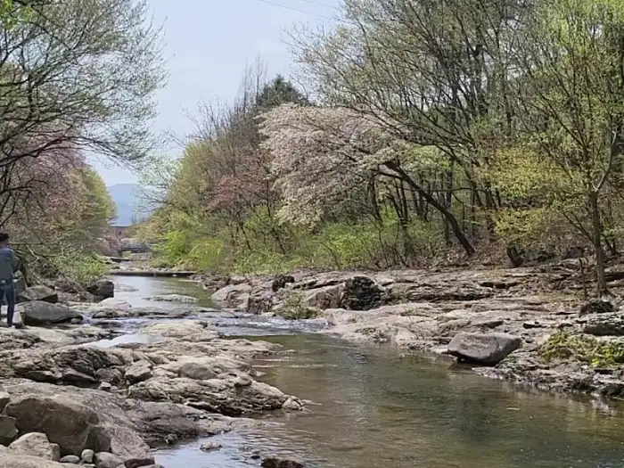맑은 계곡과 주변의 나무들, 벚꽃이 보이는 풍경