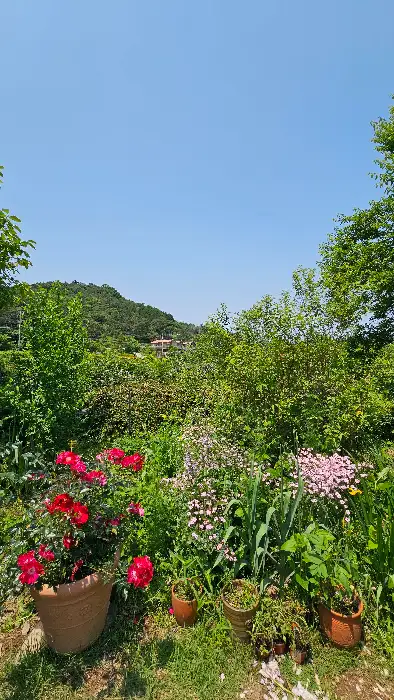 다양한 색상의 꽃이 피어있는 정원