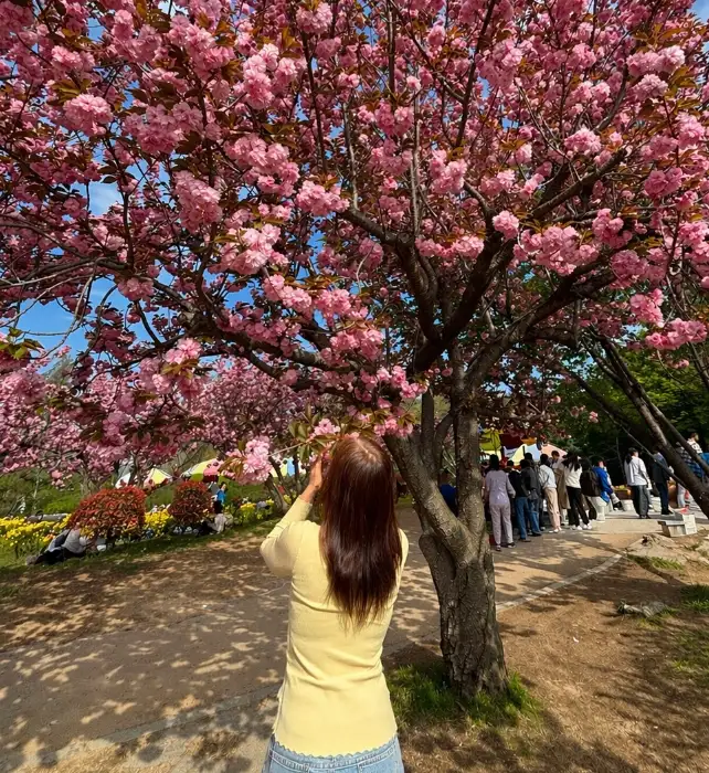 벚꽃이 만개한 아름다운 풍경 속에서 사진 찍는 사람