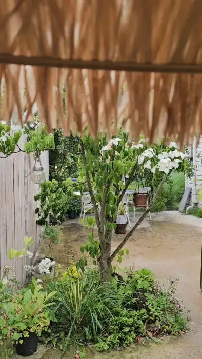 카페 마당의 푸른 식물들