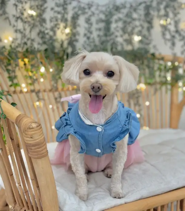 귀여운 강아지 사진