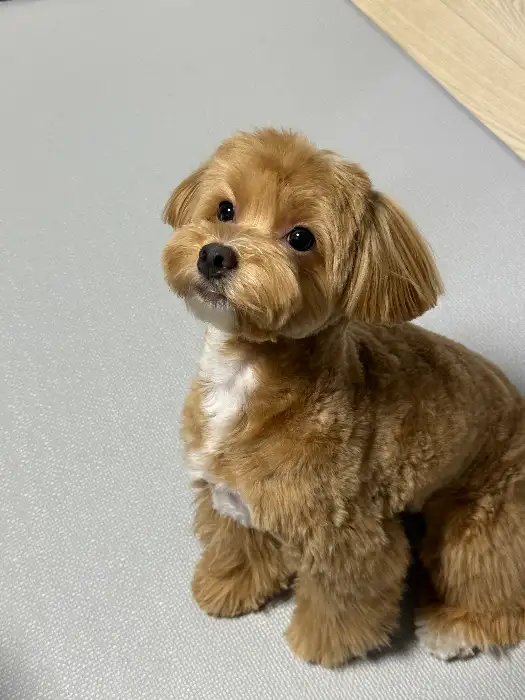 귀여운 강아지 사진