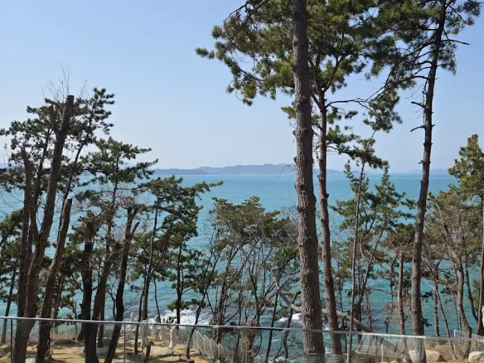 소나무와 바다가 어우러진 풍경