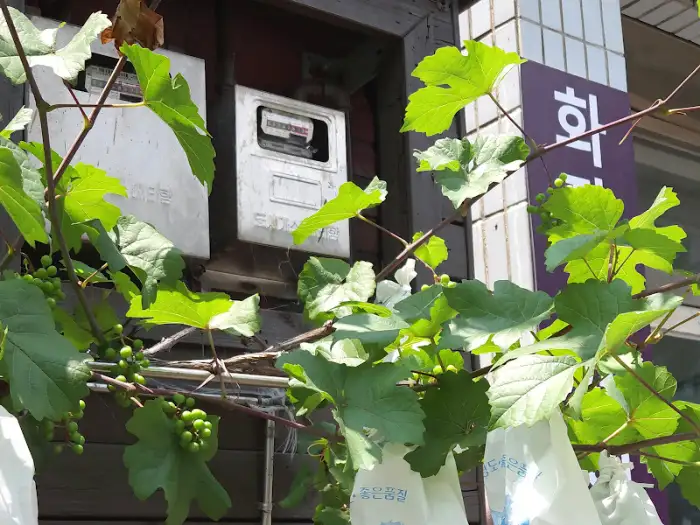 가게 외관을 둘러싼 싱그러운 포도 넝쿨
