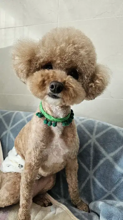 반려견 사진