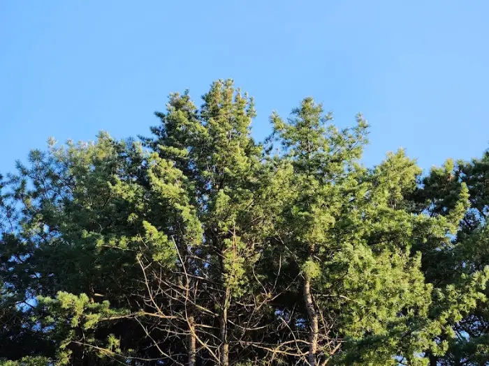 무성한 소나무 숲