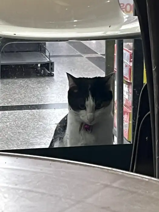 창가 너머로 보이는 고양이