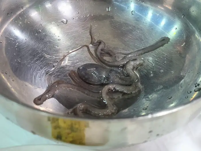 갓 잡아 올린 싱싱한 낙지