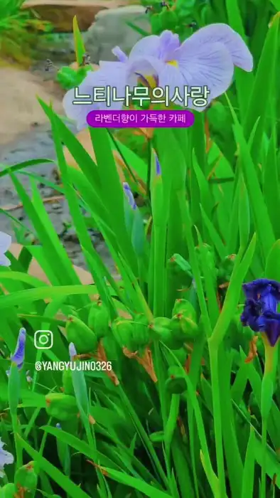 라벤더 꽃