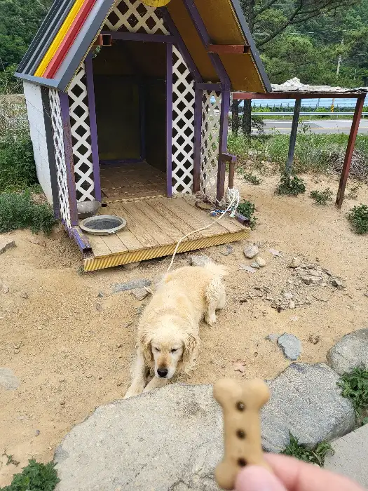 작은 개집 앞에 앉아 있는 골든 리트리버 강아지. 앞쪽에는 손에 들린 강아지 간식이 보입니다.