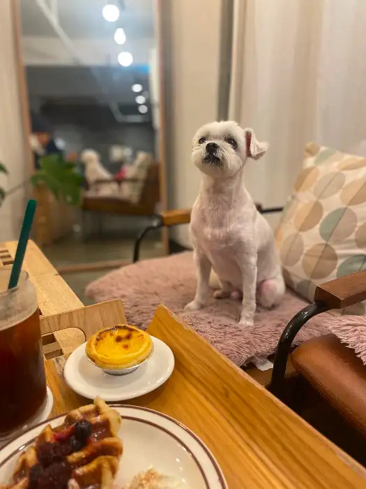 강아지와 함께 즐기는 카페 내부