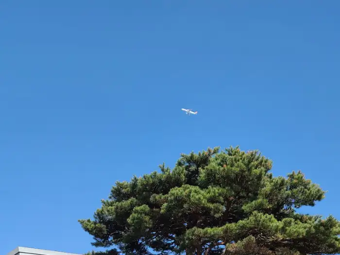 하늘과 나무