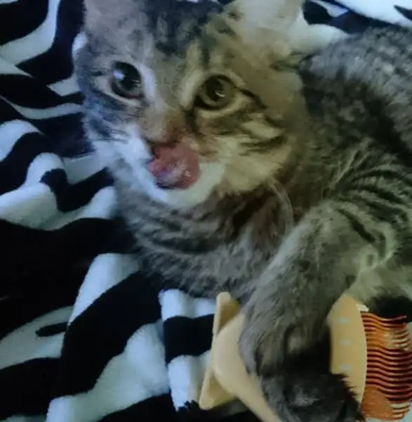 고양이